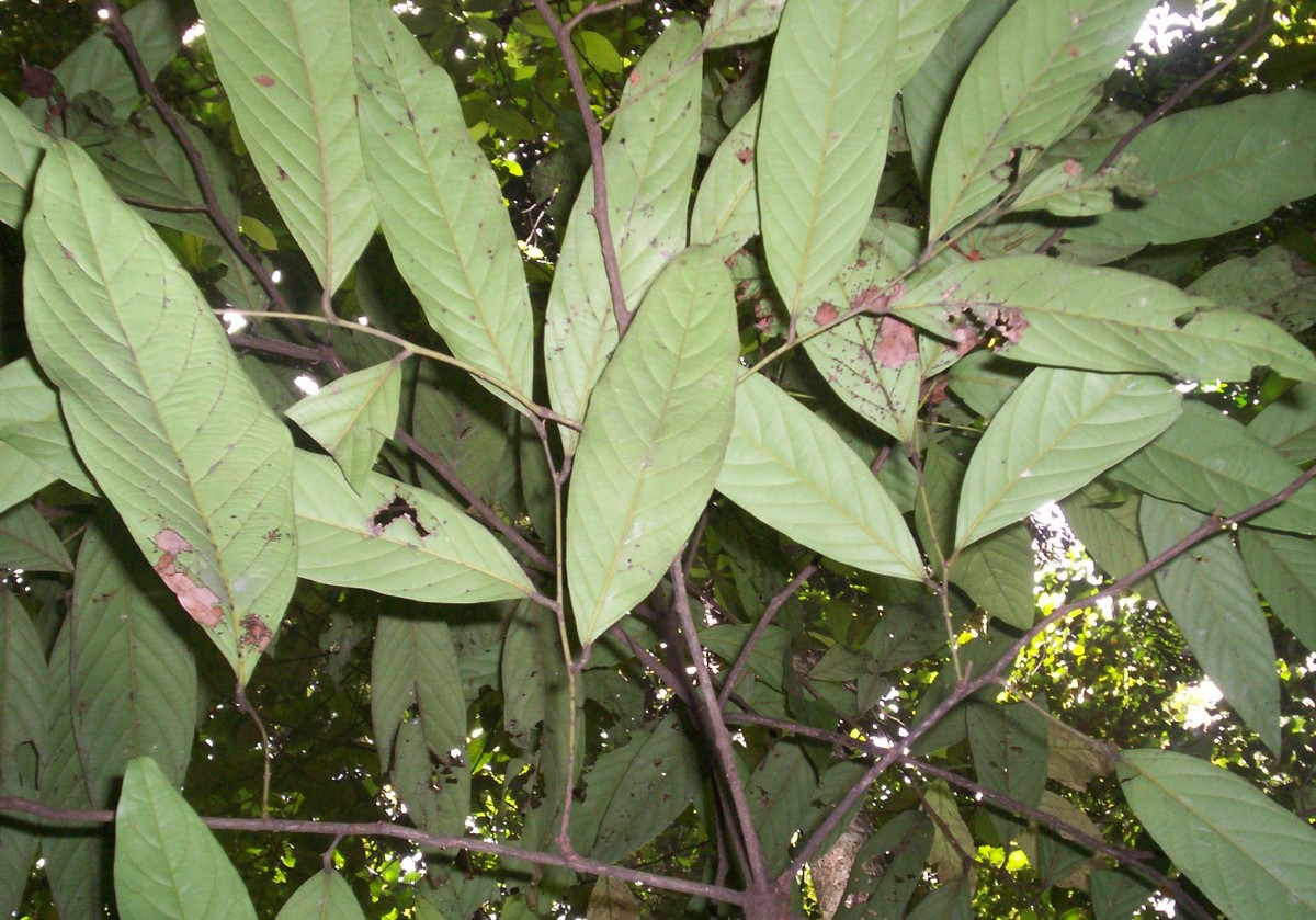 Diospyros insignis Thwaites